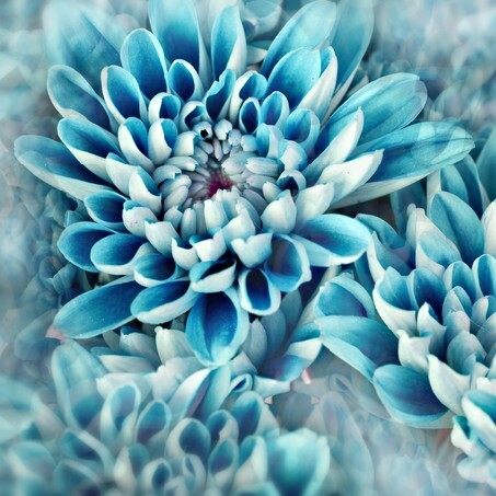 Photo illustration of abstract flower petals in blue